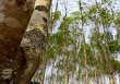 如何寻找能溶解轮胎橡胶的物质？这对相关行业有什么影响？
