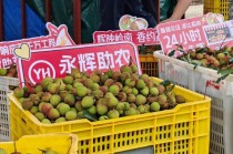 永辉超市启动2025永辉荔枝季助农活动：最快24小时从果园直达门店，从广东门店到全国门店将陆续上架