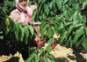 什么是风火重绿色股票？风火重绿色股票的发展趋势如何？