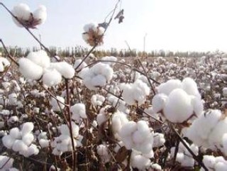 如何计算棉花期货翻倍倍数及影响因素？翻倍情况对投资决策有何影响？