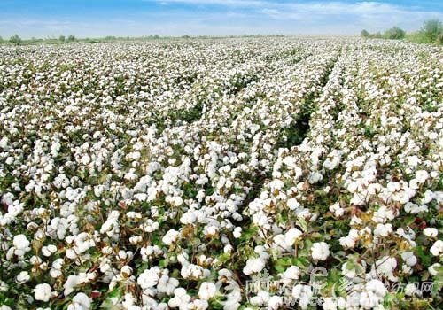 棉花行情应该看哪些网站?这些网站有什么优势? 第1张 棉花行情应该看哪些网站?这些网站有什么优势? 第1张
